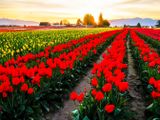 Skagit Valley Tulip Festival