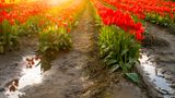 Skagit Valley Tulip Festival