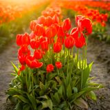 Skagit Valley Tulip Festival