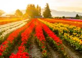 Skagit Valley Tulip Festival