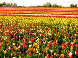 Skagit Valley Tulip Festival