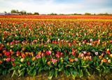 Skagit Valley Tulip Festival