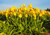 Skagit Valley Tulip Festival