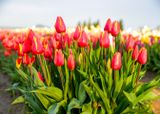 Skagit Valley Tulip Festival