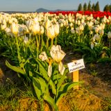 Skagit Valley Tulip Festival