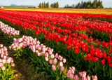 Skagit Valley Tulip Festival