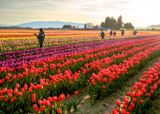 Skagit Valley Tulip Festival