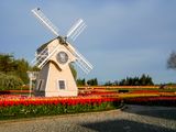 Skagit Valley Tulip Festival
