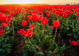Wooden Shoe Tulip Farm