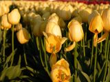 Wooden Shoe Tulip Farm