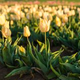 Wooden Shoe Tulip Farm