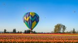 Wooden Shoe Tulip Farm