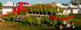 Wooden Shoe Tulip Farm