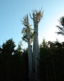 Worlds Largest Western Red Cedar Tree