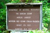 Worlds Largest Western Red Cedar Tree