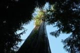 Worlds Largest Western Red Cedar Tree