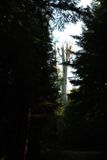 Worlds Largest Western Red Cedar Tree