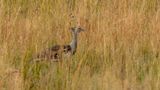 Kori Bustard