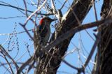 Red-bellied Woodpecker 2012-01-19