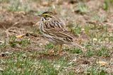 Savannah Sparrow 2012-04-03