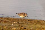 White-rumped Sandpiper 2012-06-11