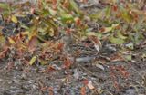 Pectoral Sandpiper 2016-10-04