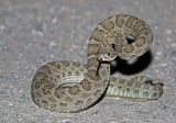 Prairie Rattlesnake 2023-09-03