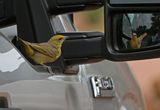 Hepatic Tanager 2023-06-11