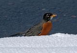 American Robin 2020-04-17