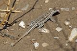 Northern Side-blotched Lizard 2015-10-06