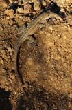 Western Side-blotched Lizard 2015-10-14