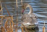 Trumpeter Swan 2023-12-04