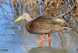 Mexican Duck 2024-01-28