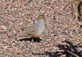 Scaled Quail 2024-01-28