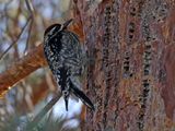 Yellow-bellied Sapsucker 2024-01-28