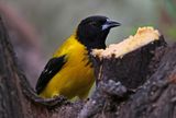 Audubons Oriole 2024-03-01