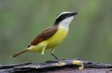Great Kiskadee 2024-03-01