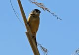 Morelets Seedeater 2024-03-02