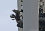 Aplomado Falcon 2024-03-03
