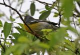 Tropical Parula 2024-03-03