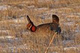 Lesser Prairie-Chicken 2024-03-26