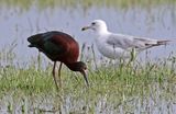 White-faced Ibis 2024-05-20