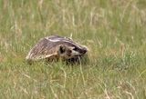 American Badger 2024-06-10