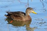 Mexican Duck 2024-01-28