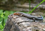 Common Five-lined Skink 2024-06-01