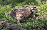 Northern Bobwhite 2024-03-01