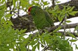 Red-crowned Parrot 2024-02-29