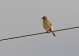 Dickcissel 2024-09-18
