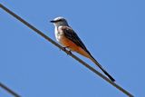 Scissor-tailed Flycatcher 2024-08-31