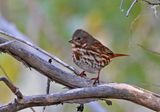 Red Fox Sparrow 2024-10-13